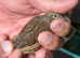 linnet