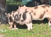 Registered Kune kune