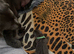 2 Girl Silver Labrador puppies for sale ready 20/9/ 2026