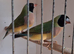 Gouldian Finch Hens