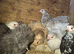 Peking and silky hens