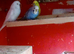 4 x beautiful budgies