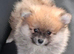 Beautiful teddy face female