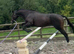 Bay thoroughbred gelding