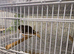 Assorted Canaries and breeding cages.