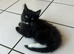Adorable kittens for sale