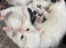 10 kittens available