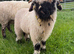 Small starter flock Valais Blacknose Sheep, Male & Female