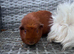 Female guinea pigs