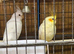 6 cockateils
