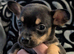 Puppies for sale