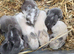 Mini lop bunnies