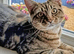 7 month old female (Tibby)