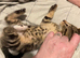 Beautiful kittens