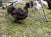 9 Week Old UK Bantam Silkie growers Unsexed