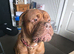 Urgent Re-Home