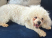 BICHON FRISE KC REGISTERED