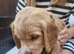 Gorgeous litter of golden cocker spaniel puppies