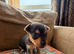 Stunning Jack Russell pups