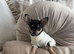 Black and Tan Chihuahua puppy bitch