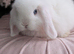 Mini lops ready