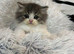 Adorable Persian Kitten