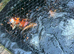 lots of gorgeous koi for sale