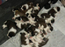We have a amazing litter of Saint Bernards