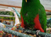 Eclectus