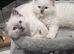 Beautiful blue and white ragdoll kittens