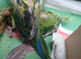 Indian ringneck chicks