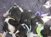 Beautiful beagle puppies