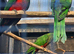 Australian king parrots