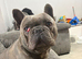 Male and female French bulldogs