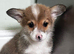 Welsh Pembrokeshire corgi pups
