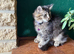 1 Left .. Mainecoon x British Longhair