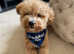 F1 cavapoo available for stud