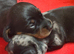 2 female mini smooth haired Dachshund puppies