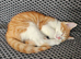 Kittens for sale