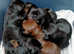 Dobermann stud kc registered.