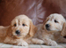 Stunning Health Tested Goldendoodle Puppies