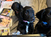 Black puppy