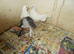 3 PIGEONS FOR SALE..