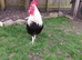 Grey Silver Dorking &ndash; Hatching Eggs
