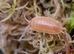 Porcellio Laevis Giant Orange & Dairy Cow Isopods
