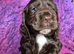 Show type Cocker Spaniel pups