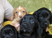 **READY NOW** Cocker Spaniel Puppies