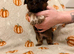 Three beautiful puppies
