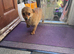 Chihuahua mix for sale