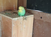 Budgies for sale 7 males